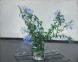 Plumbago on a folding chair